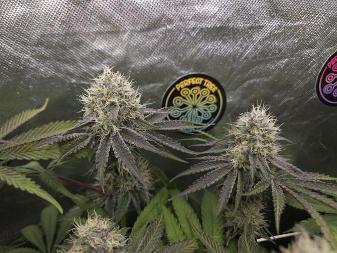 Peach Sunset. Week 11