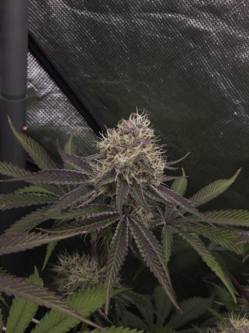 Peach Sunset. Week 11