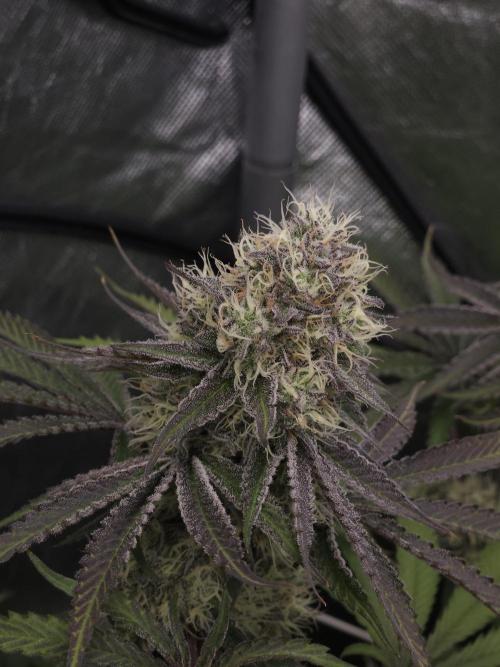 Peach Sunset. Week 11
