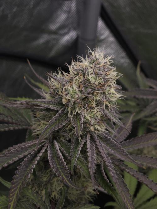 Peach Sunset. Week 11