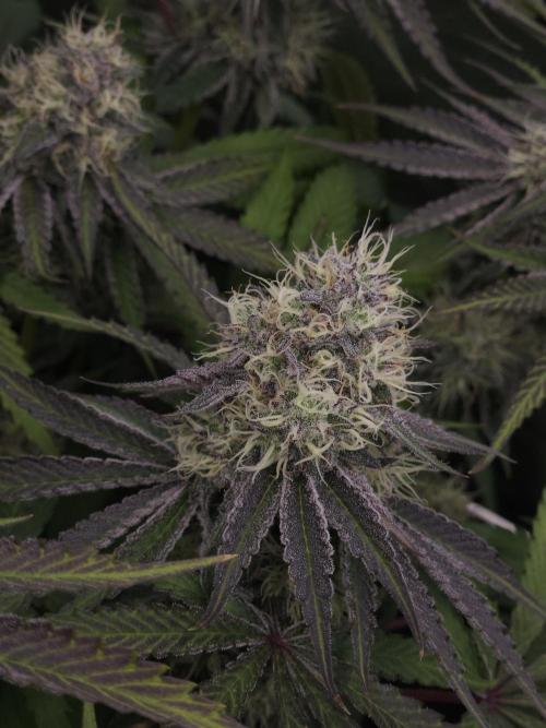 Peach Sunset. Week 11