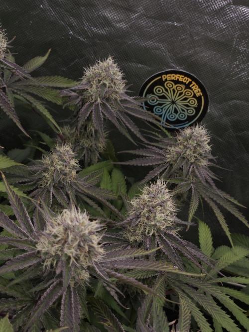 Peach Sunset. Week 11