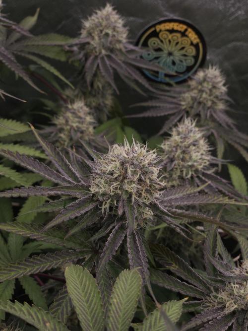 Peach Sunset. Week 11