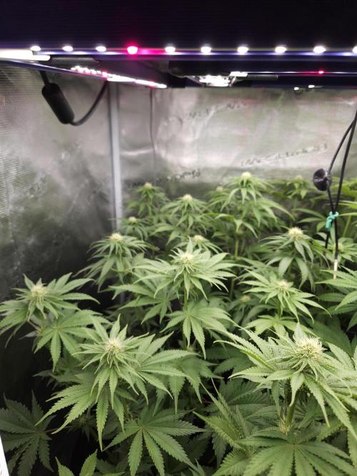 TEST GROW #WorldBreedersLab. Week 7