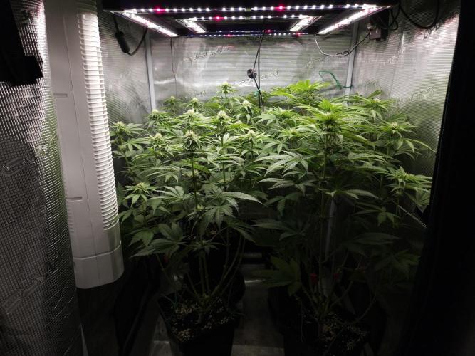 TEST GROW #WorldBreedersLab. Week 7
