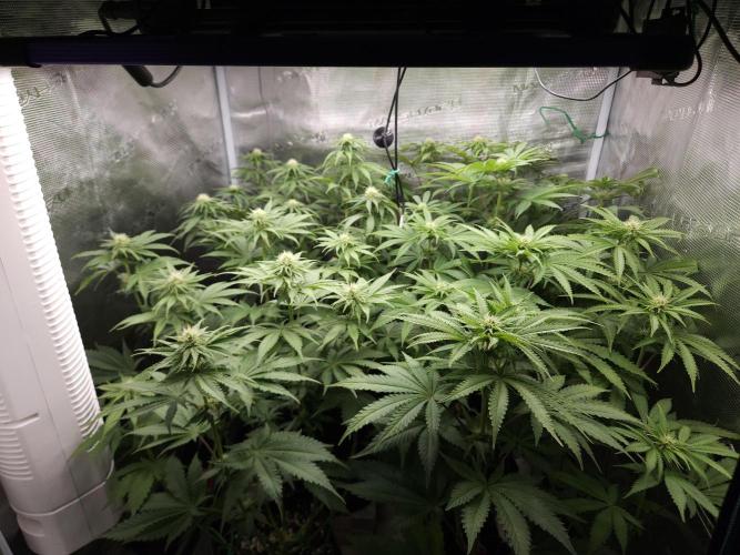 TEST GROW #WorldBreedersLab. Week 7