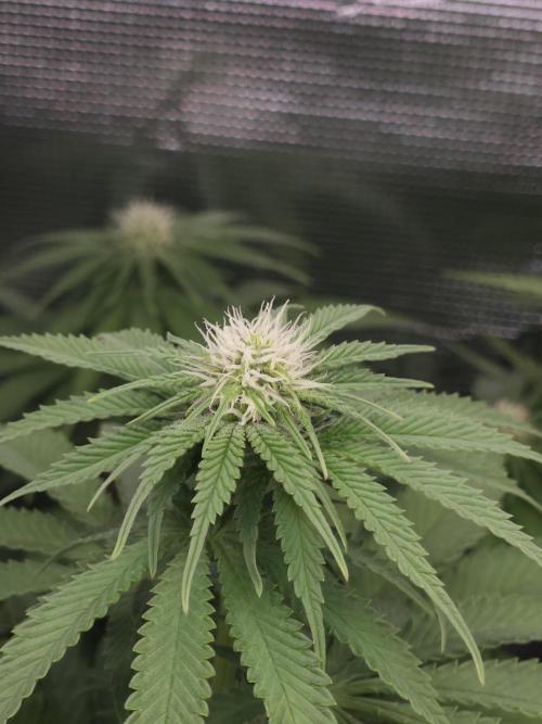 TEST GROW #WorldBreedersLab. Week 7