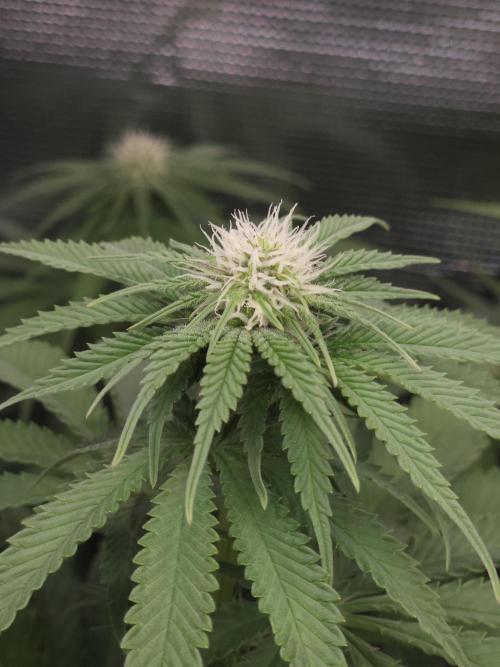 TEST GROW #WorldBreedersLab. Week 7