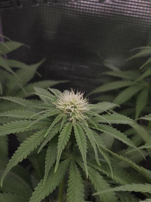 TEST GROW #WorldBreedersLab. Week 7
