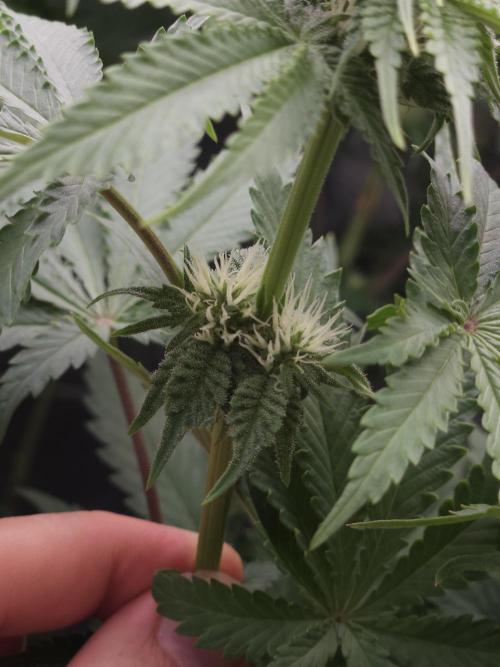 TEST GROW #WorldBreedersLab. Week 7