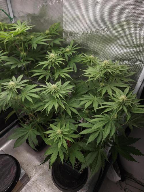 TEST GROW #WorldBreedersLab. Week 7