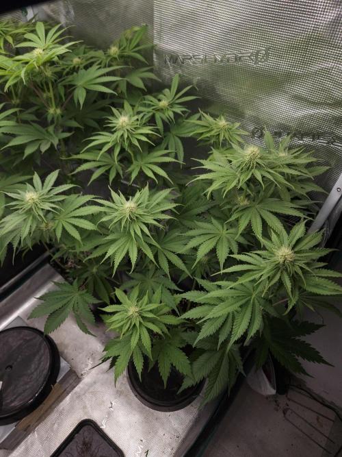 TEST GROW #WorldBreedersLab. Week 7