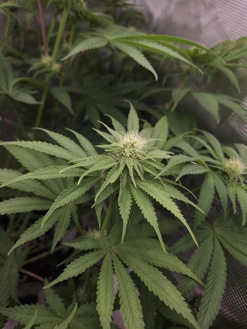 TEST GROW #WorldBreedersLab. Week 7