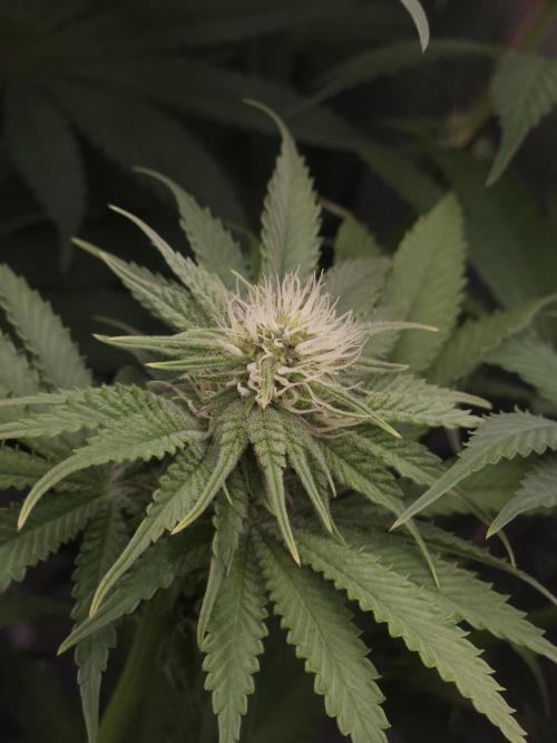 TEST GROW #WorldBreedersLab. Week 7