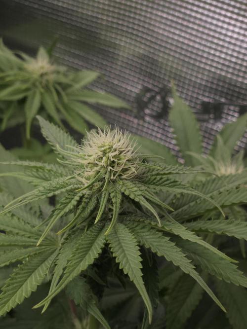 TEST GROW #WorldBreedersLab. Week 7