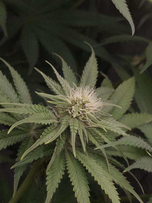TEST GROW #WorldBreedersLab. Week 7