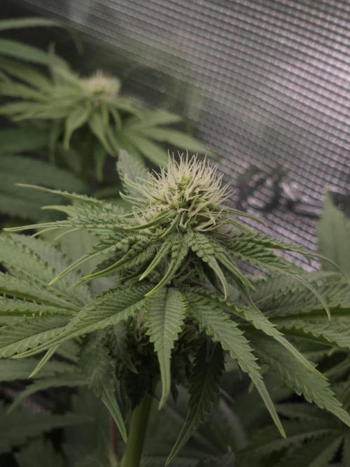 TEST GROW #WorldBreedersLab. Week 7