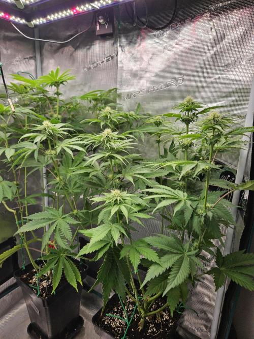 TEST GROW #WorldBreedersLab. Week 7