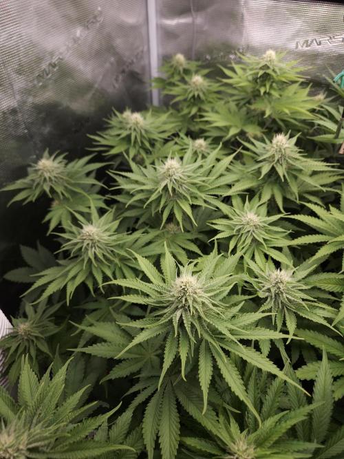 TEST GROW #WorldBreedersLab. Week 8