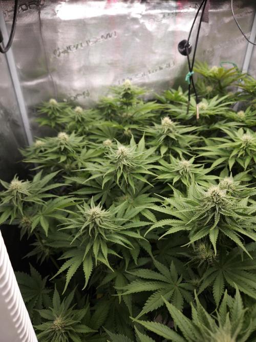 TEST GROW #WorldBreedersLab. Week 8