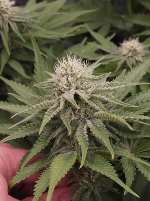 TEST GROW #WorldBreedersLab. Week 8