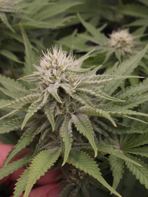 TEST GROW #WorldBreedersLab. Week 8