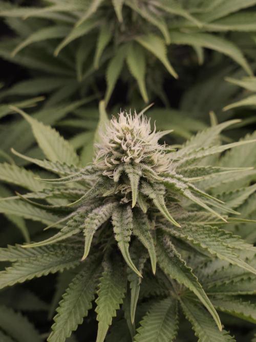 TEST GROW #WorldBreedersLab. Week 8