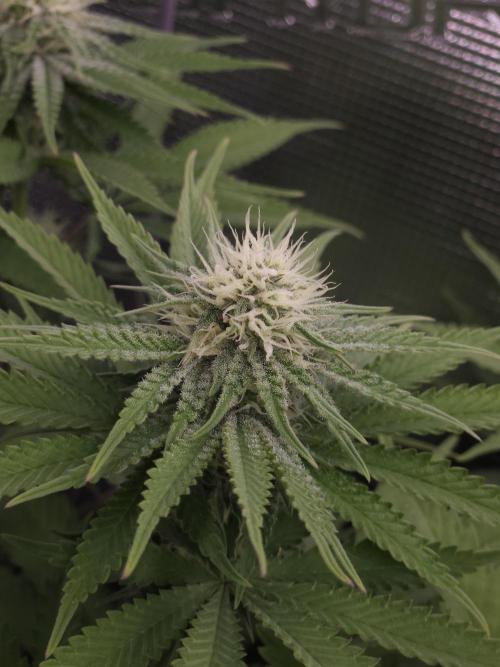 TEST GROW #WorldBreedersLab. Week 8