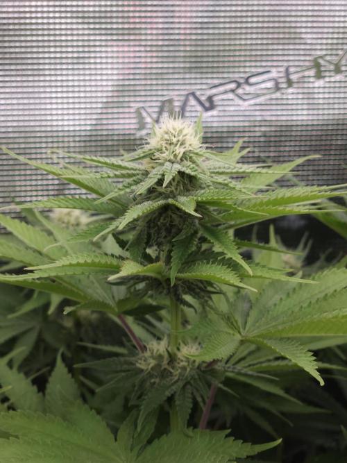 TEST GROW #WorldBreedersLab. Week 8