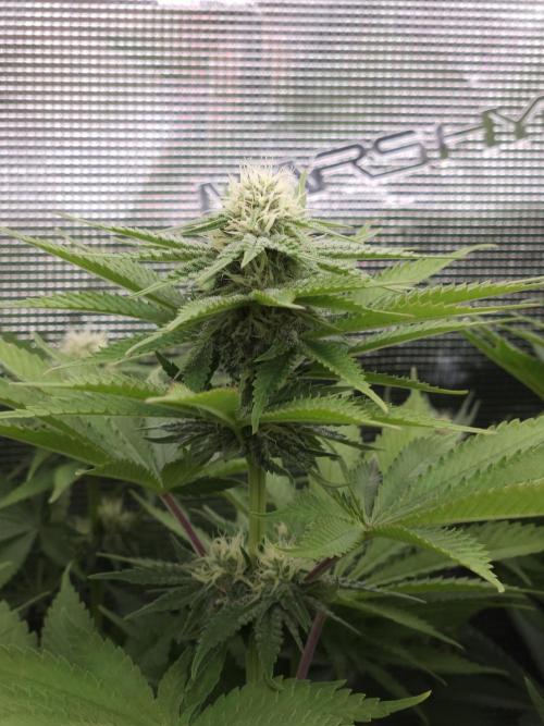 TEST GROW #WorldBreedersLab. Week 8