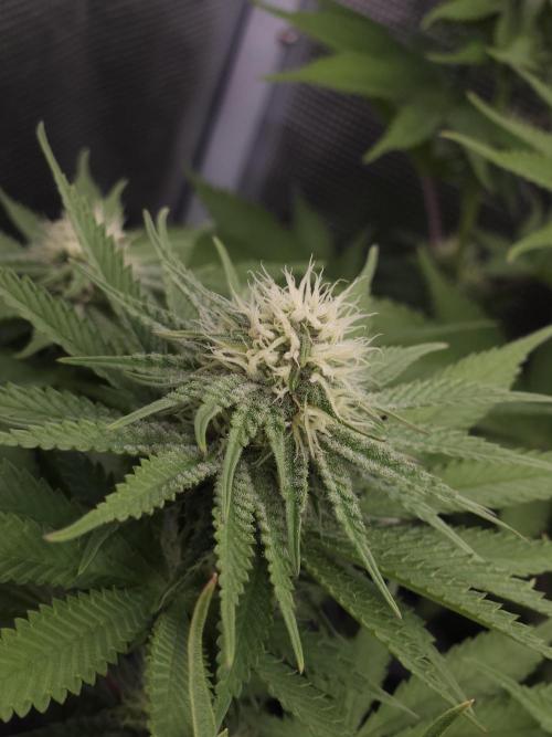 TEST GROW #WorldBreedersLab. Week 8