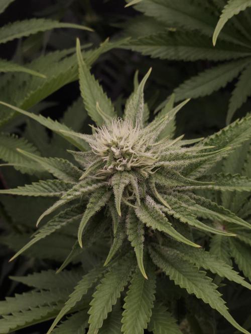 TEST GROW #WorldBreedersLab. Week 8