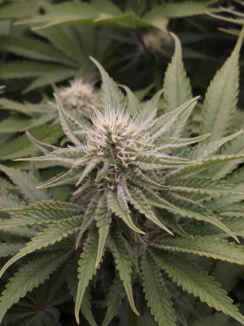 TEST GROW #WorldBreedersLab. Week 8