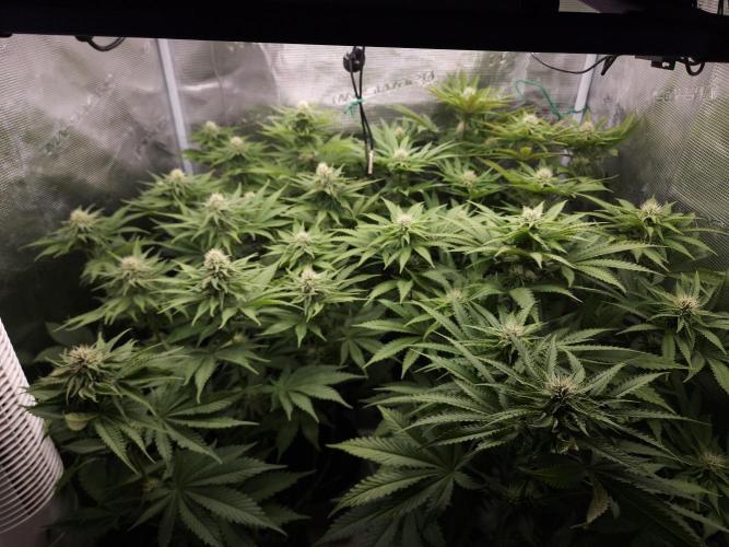 TEST GROW #WorldBreedersLab. Week 8