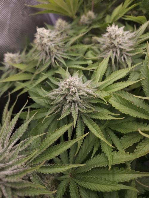 TEST GROW #WorldBreedersLab. Week 9