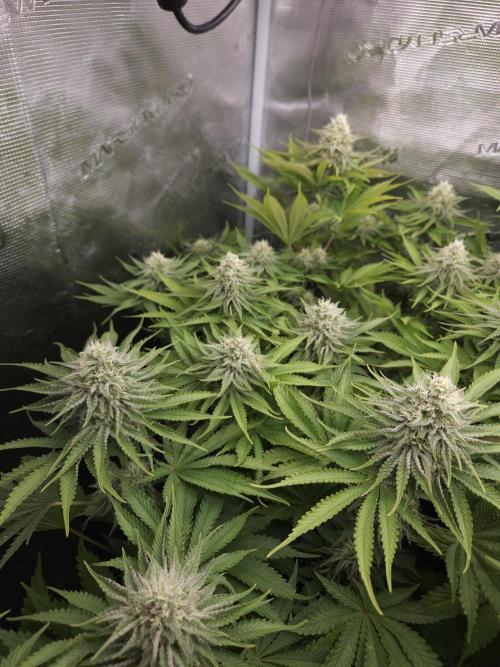 TEST GROW #WorldBreedersLab. Week 9