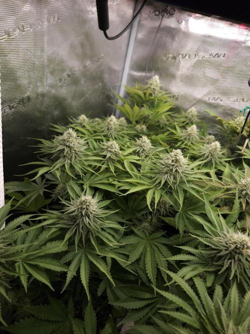 TEST GROW #WorldBreedersLab. Week 9