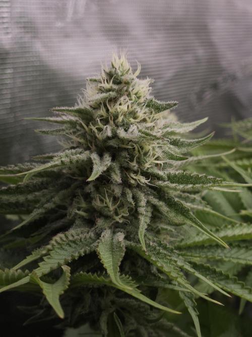 TEST GROW #WorldBreedersLab. Week 9
