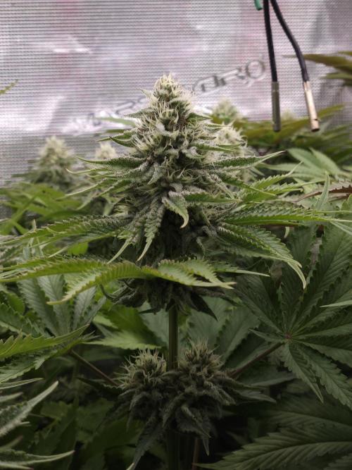 TEST GROW #WorldBreedersLab. Week 9