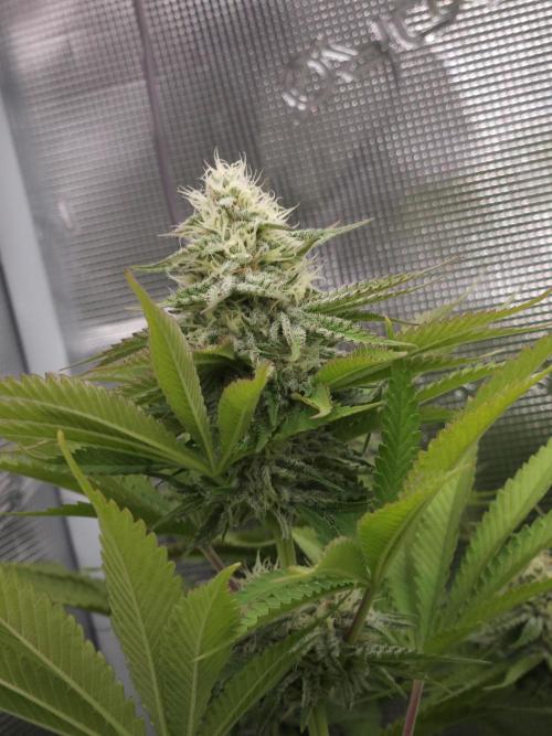 TEST GROW #WorldBreedersLab. Week 9