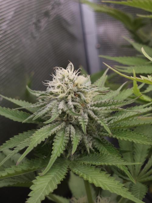 TEST GROW #WorldBreedersLab. Week 9