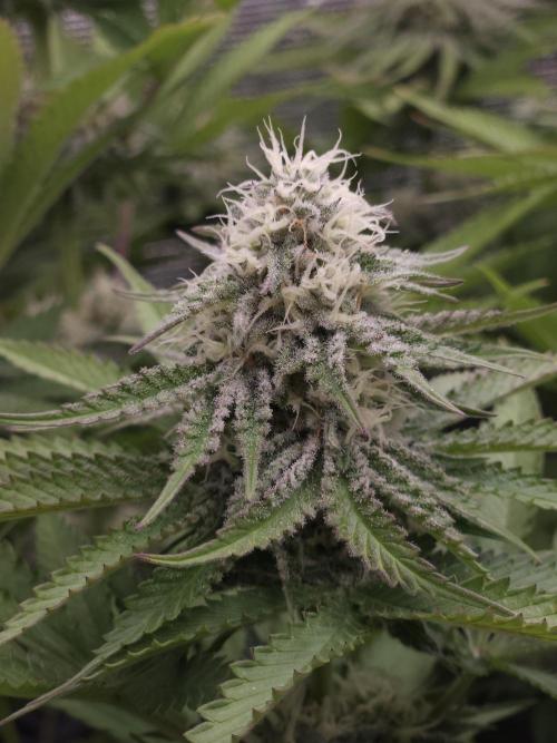 TEST GROW #WorldBreedersLab. Week 9