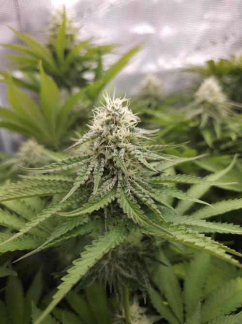 TEST GROW #WorldBreedersLab. Week 9