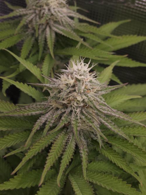TEST GROW #WorldBreedersLab. Week 9