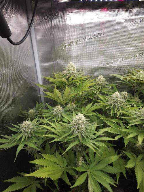 TEST GROW #WorldBreedersLab. Week 9