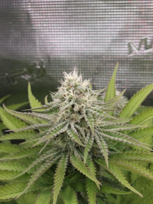TEST GROW #WorldBreedersLab. Week 9