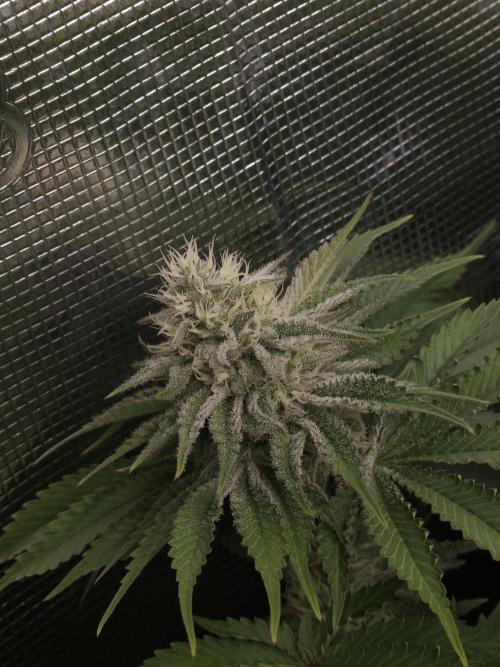TEST GROW #WorldBreedersLab. Week 9