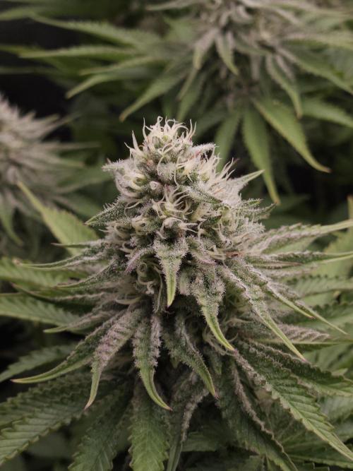 Terra Professional. Week 9