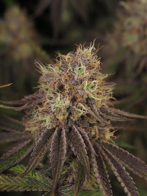 Peach Sunset. Week 12