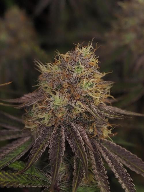 Peach Sunset. Week 12